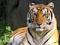 Tigerssound